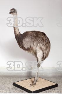 Emus body photo reference 0011